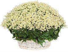 Цветочная композиция из Ромашки в корзине #REPLACE_PRED# Рудне Воронежской области